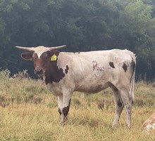 RJF CHOOSIN' TEXAS 528