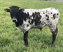 Watson 976 Steer