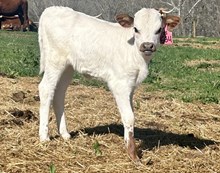 2025 Heifer (Leela Lou)