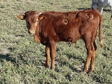 Hodges Fireball 53