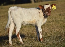 RJF AUNT NORA 532