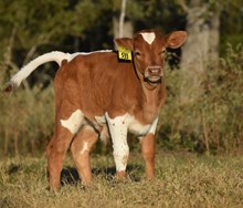 RJF BLING CHA-CHING 136 X WT KID ROCK (B) TAG 533