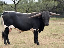 SR 533