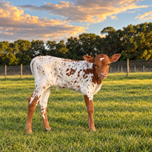 Scarlet Bull Calf