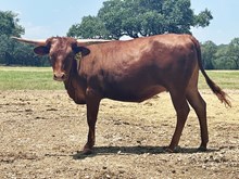 SR Charlie's Dancer 544