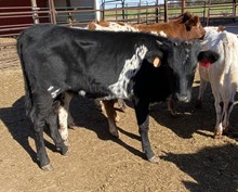 055/1 YOCKEY 5 036/8 X JT