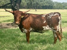 SR Claude's Golden Scoop 552