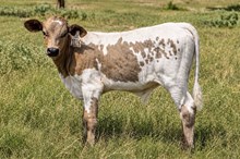 PR 1026