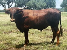 SR 567