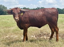 SR Charlie's Adeline 569
