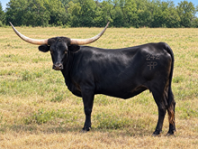 PF BLACK PEARL