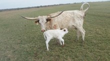 IM STEER 57/16