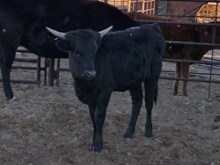 514 Heifer