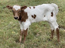 Meadow 21 Heifer