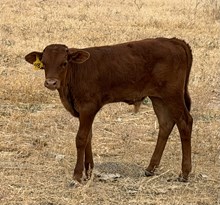 Jamaka Sun 26 bull