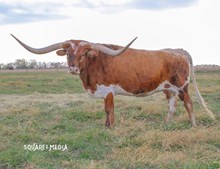RH Tuffs Copper Rose