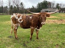 5D Bullseye's Millie