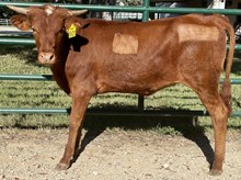 SR 151's Fifth Element 601