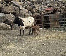 TUFF'S GLORY GIRL X 6CR PACIFIC DEBUT TAG 601