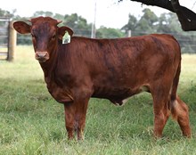 RJF CELEBRATION 240 X COLLUDER TAG 602