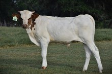 RJF DEBUTANT 032 X COLLUDER TAG 603