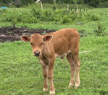 WSR BIG TIMBER X COUNTY SEAT 426 TAG 603