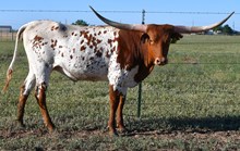 DB Laredo's Delight