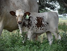 6CR COCAINE LADY TEX X COLLUDER TAG 604