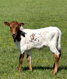 RRL Cora's Bubba 310 x Wild Thang Tag 604