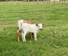RJF REBEL'S LADY LILLIE 304 X RJF BREAKING BAD 223