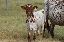 RJF GLAMOROUS DIVA 332 X RJF BREAKING BAD 223
