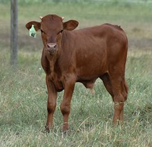 SILVER RED DOT X KDK LEO TAG 607