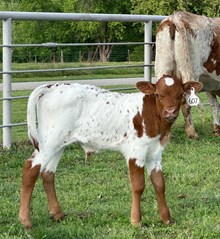 JBR Amazing x RJF Top Gun Tag 607