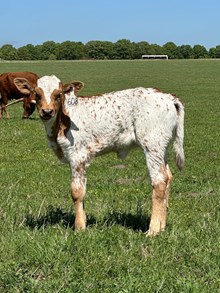 RJF Jubilation 054 x CV Poseidon Tag 608