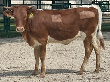SR 151's Diamond 609