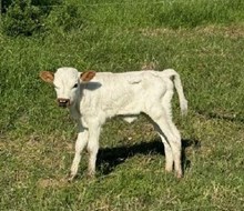 RJF STAR OF THE SHOW 340 X RJF BREAKING BAD