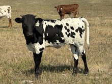 CARMEN 123CB X RURAL SAFARI SON TAG 610