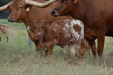 RJF PHENOMENAL ROSE 336 X RJF BREAKING BAD 223 TAG