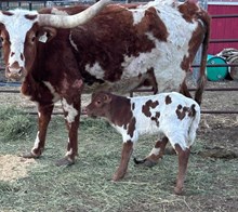 RJF CASANOVA ROSEBUD X IRONMAN HR TAG 612