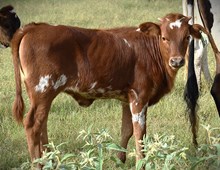 RJF IMPRESSIVE MISS 316 X RJF BREAKING BAD TAG 610