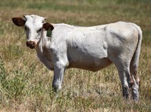 RJF SHEZA TOP GAL 338 X RJF BREAKING BAD TAG 612