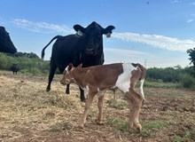HR ROSETTE X JAMMIN TEX ET-H