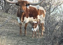 SL LONE STAR SUNNY X SL COWBOY GRANDE TAG 615