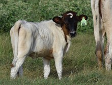 RJF VICTORIAN 344 X COLLUDER TAG 616