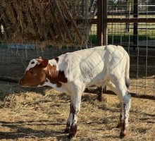 RJF JUNGLE JAIN 418 X WT KID ROCK TAG 617