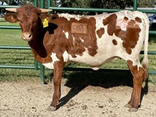 SR Charlie's Rio Glory 618