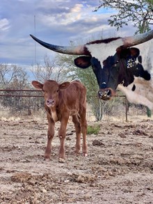 Side Chick Bull calf