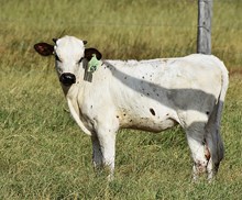 RJF CHA-CHING GAL 326 X COLLUDER TAG 620