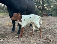 HR ROSETTE X HL HEADS UP TAG 620