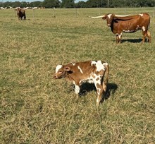 RJF MISS BLAKE 414 X WT KID ROCK TAG 621